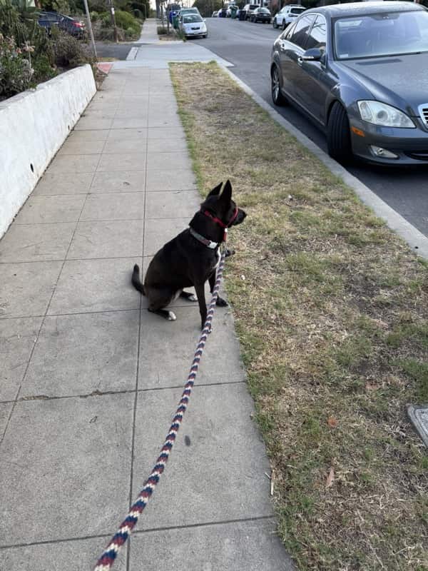 A picture of a black dog named Bowie sitting, taken on July 17 2025 at 6:36 am